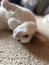 Ralphie - Photo 7