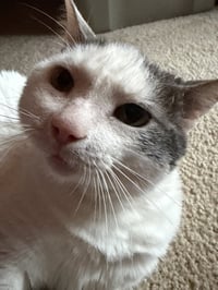 Ralphie - Photo 4