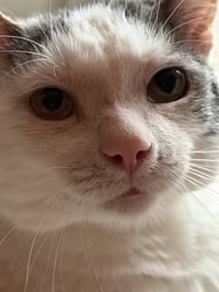 Ralphie - Photo 3