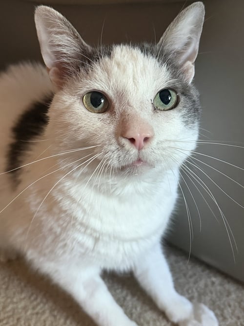 RALPHIE - Domestic Short Hair available for adoption