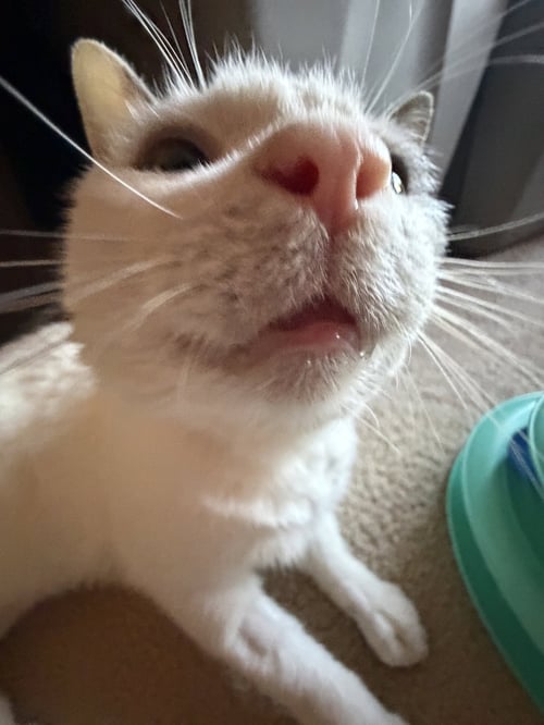 RALPHIE - Domestic Short Hair available for adoption