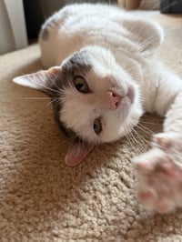 Ralphie - Photo 5