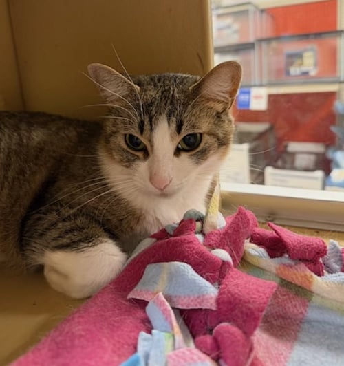 LITTLE - Domestic Short Hair available for adoption