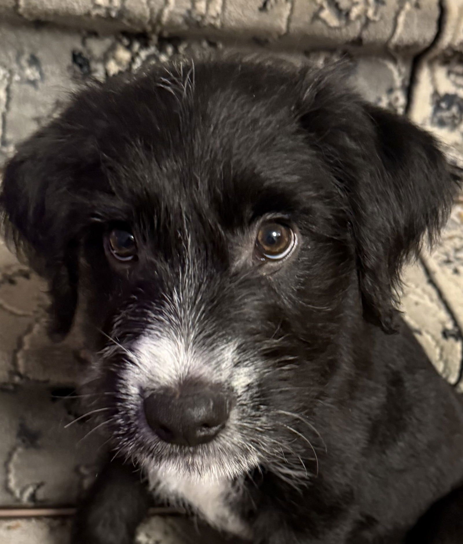 BENNY - Labrador Retriever / Poodle (Standard) available for adoption