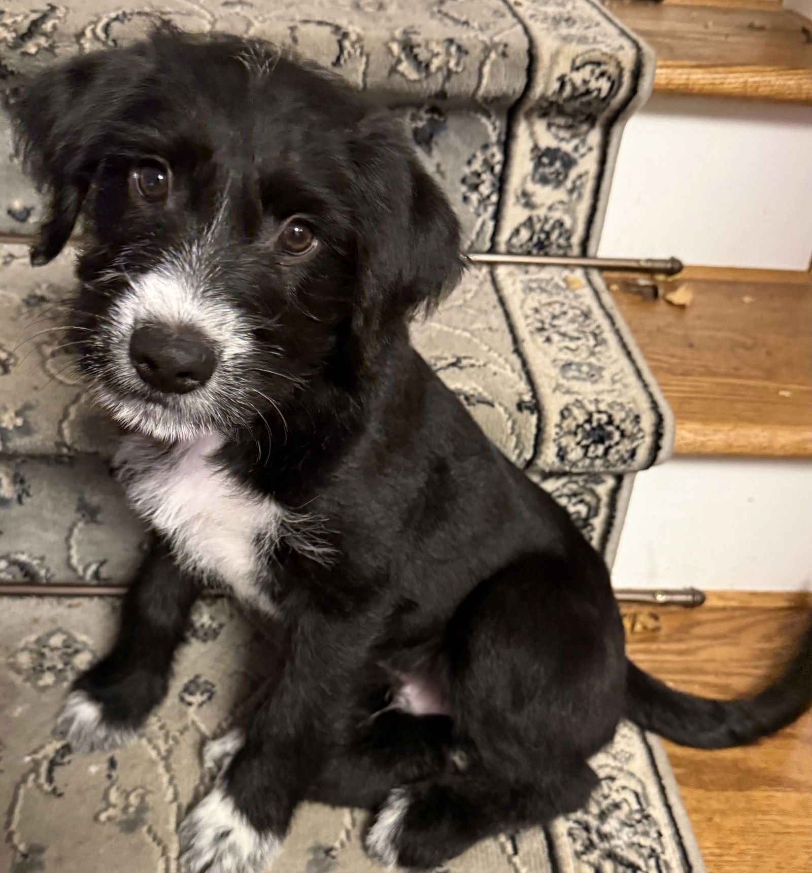 BENNY - Labrador Retriever / Poodle (Standard) available for adoption