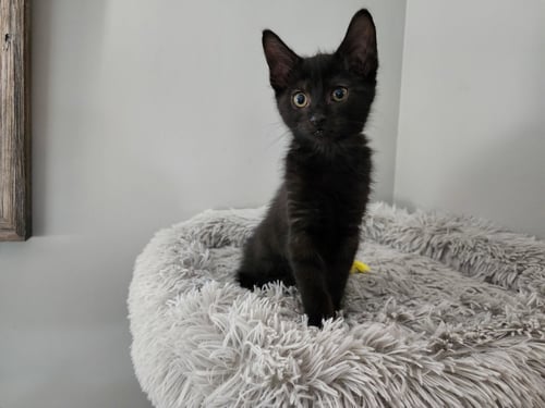 OSCAR III