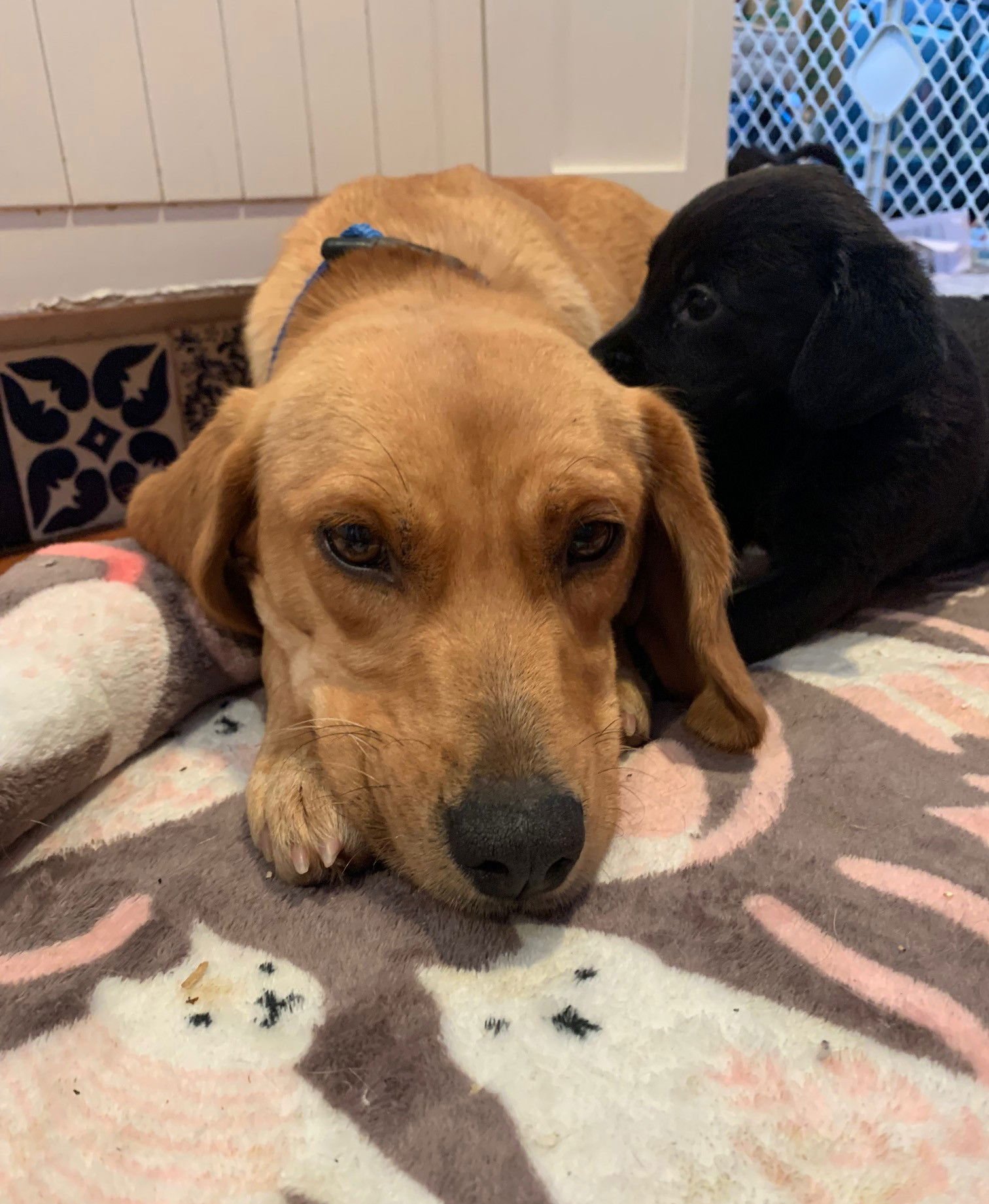 DAPHNE - Beagle available for adoption