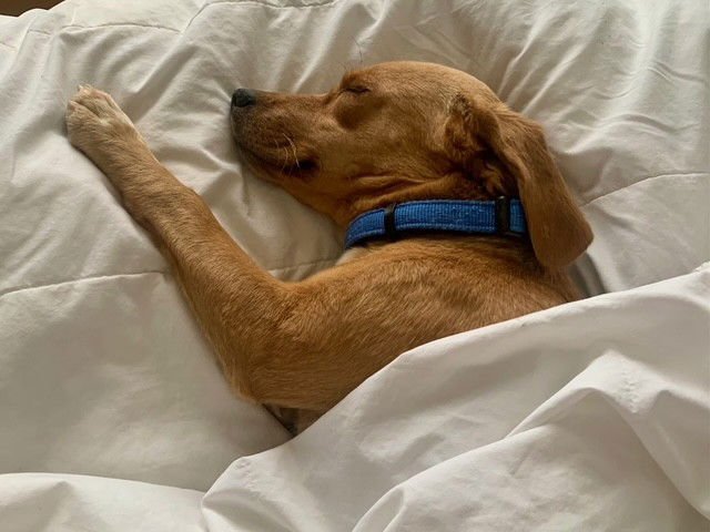 DAPHNE - Beagle available for adoption