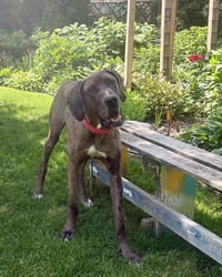 Charlie - Photo 1