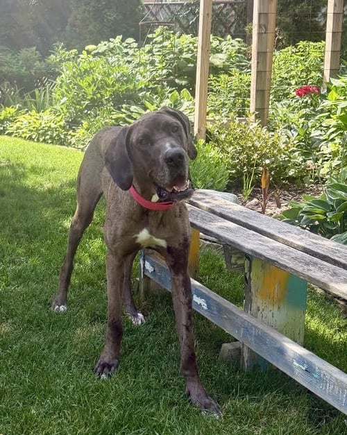 CHARLIE - Great Dane for adoption in Naperville