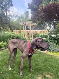 Charlie - Photo 2