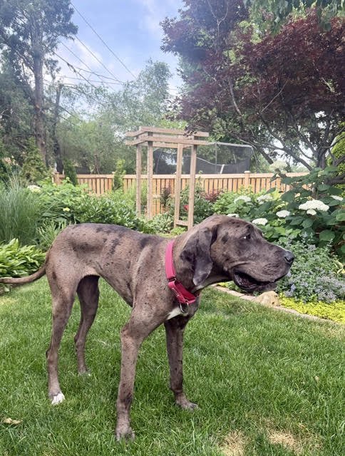 CHARLIE - Great Dane available for adoption