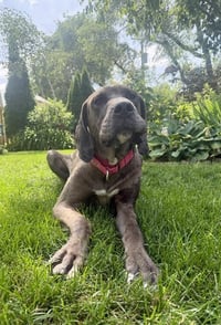 Charlie - Photo 4