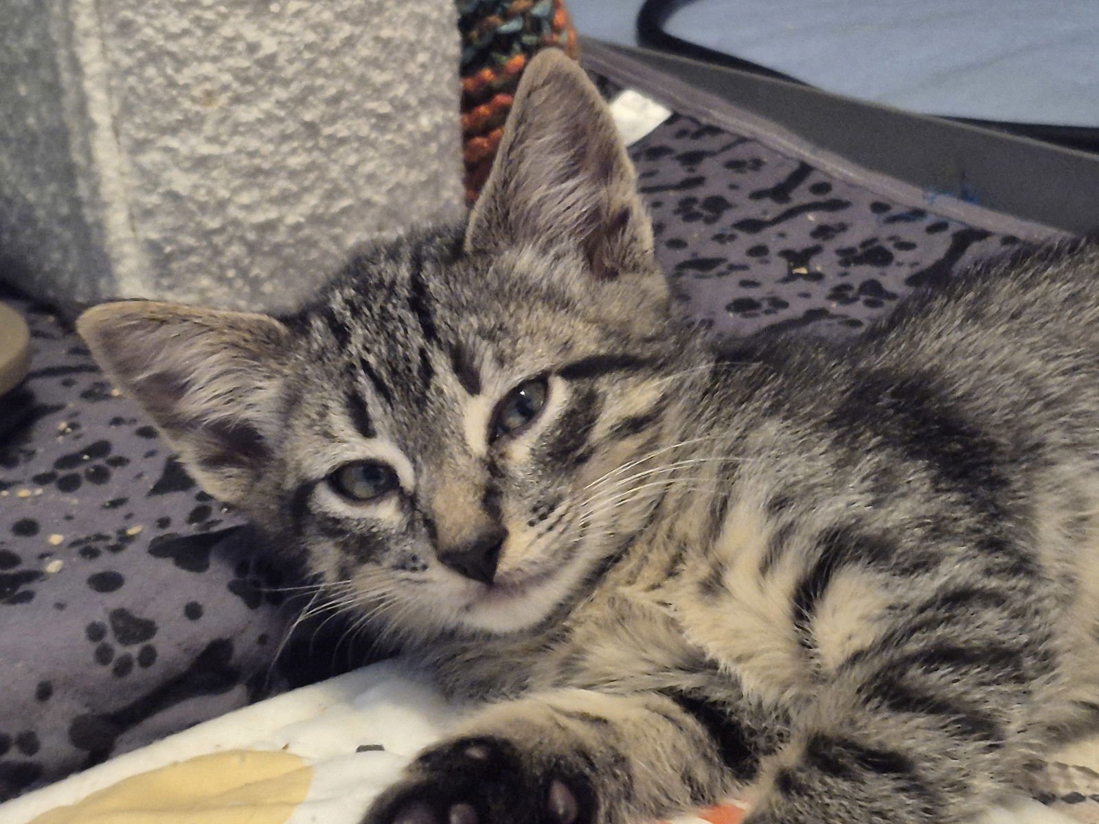 BABE RUTH - Domestic Short Hair available for adoption