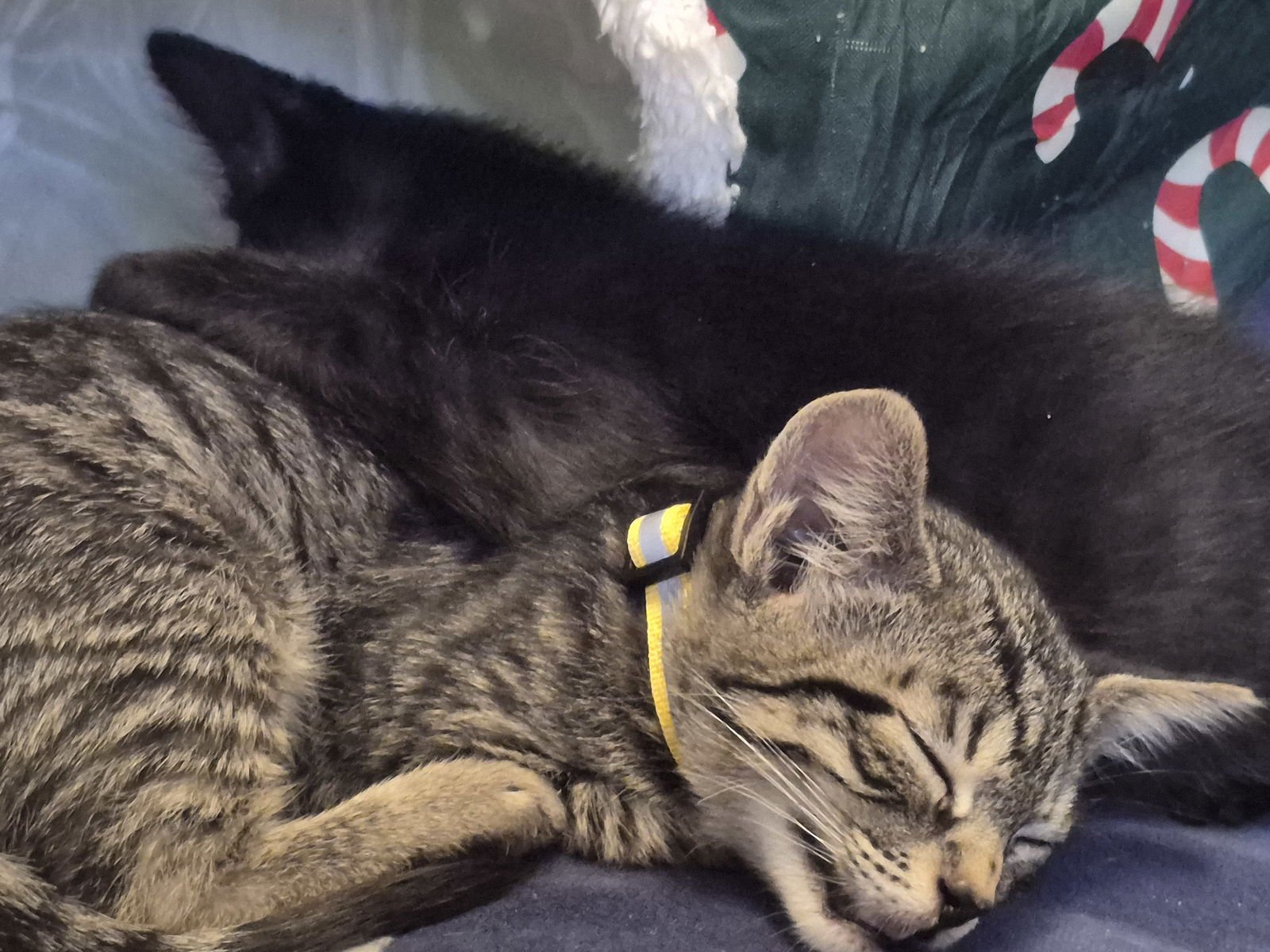 BABE RUTH - Domestic Short Hair available for adoption