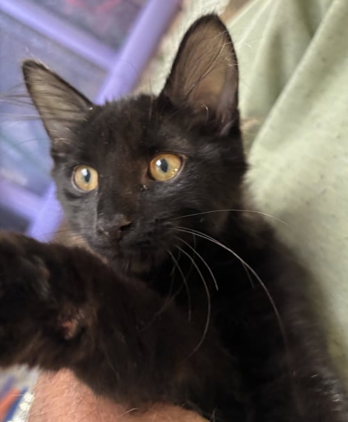 POLLY - Domestic Short Hair available for adoption