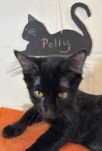 Polly - Photo 3