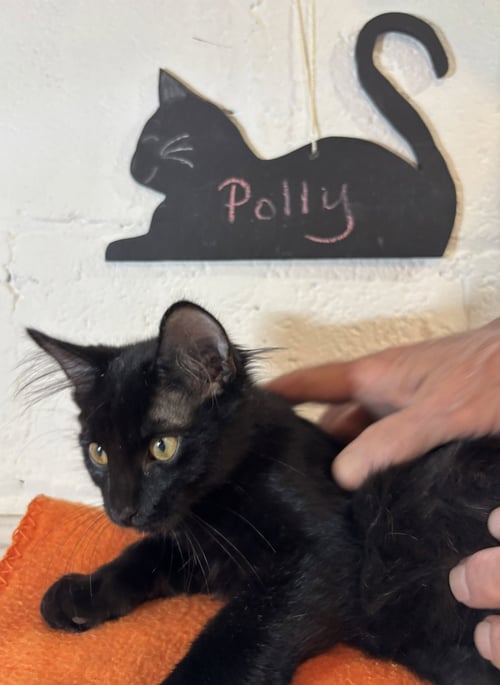 POLLY - Domestic Short Hair available for adoption