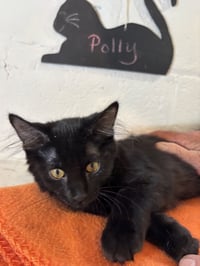 Polly - Photo 4
