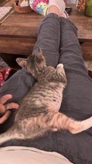 ANITA - Domestic Short Hair available for adoption