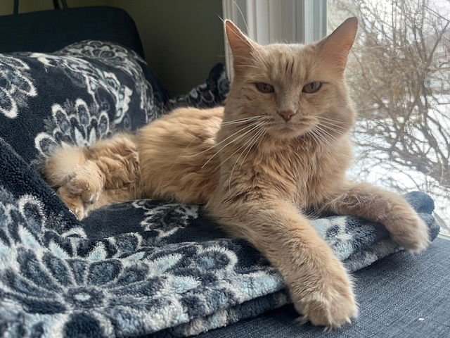 ALAINA - Domestic Long Hair available for adoption