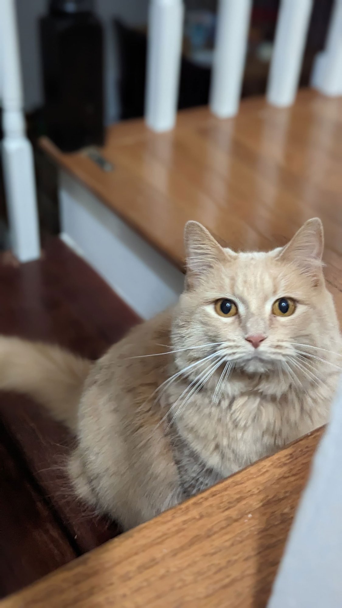 ALAINA - Domestic Long Hair available for adoption