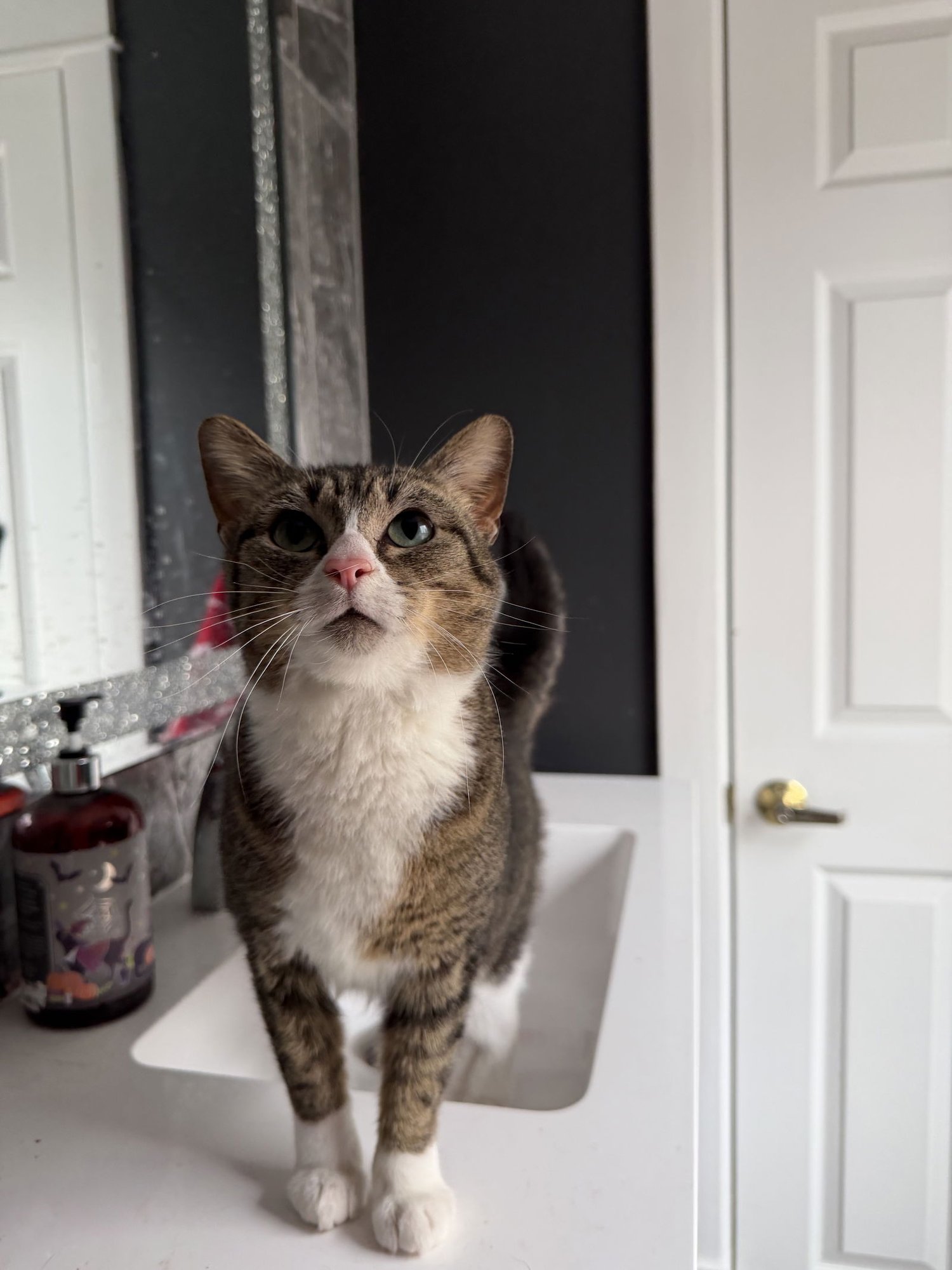 SOUFFLE - Domestic Short Hair / Tabby available for adoption