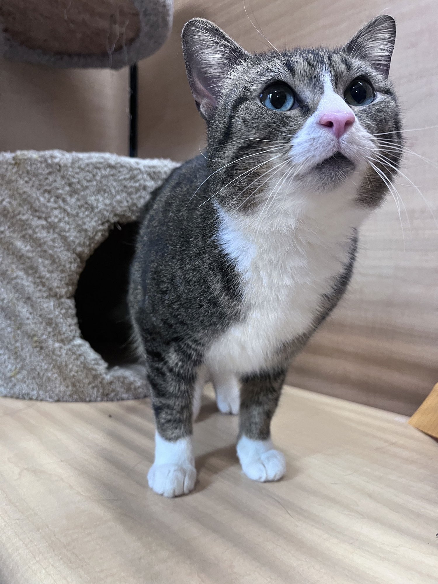 SOUFFLE - Domestic Short Hair / Tabby available for adoption