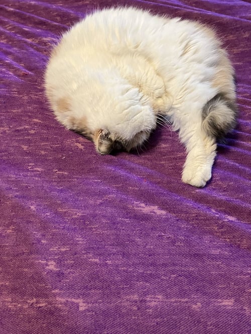 DUTCHESS - Domestic Short Hair available for adoption