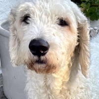 Max - Photo 4
