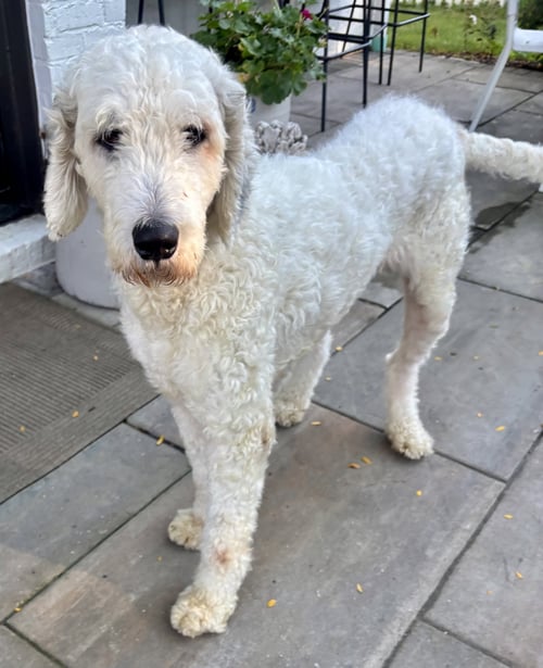 MAX - Poodle (Standard) available for adoption