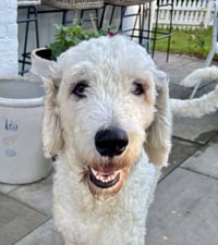 Max - Photo 1