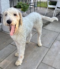 Max - Photo 5