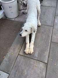 Max - Photo 3