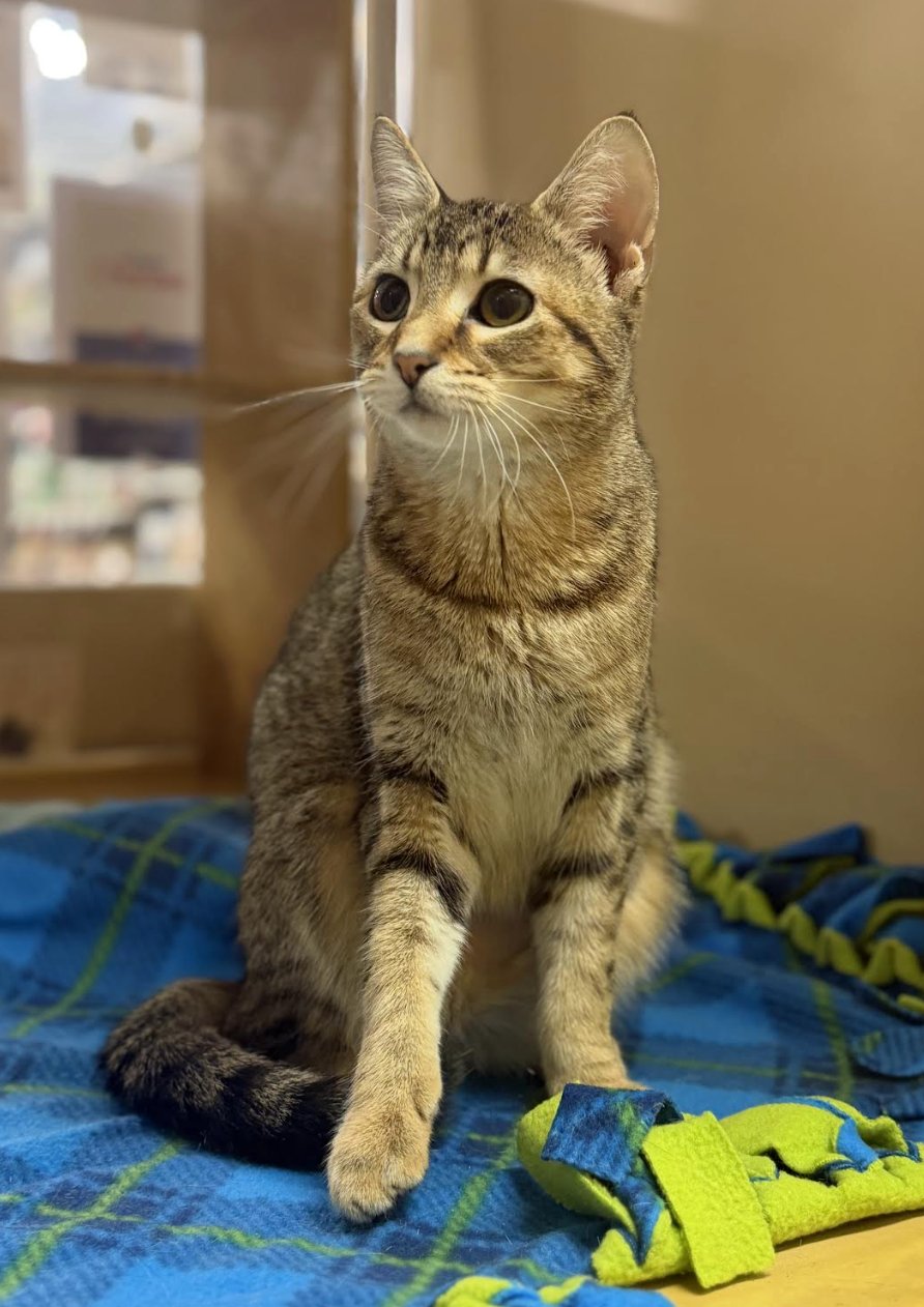 TWIRLY - Domestic Short Hair available for adoption