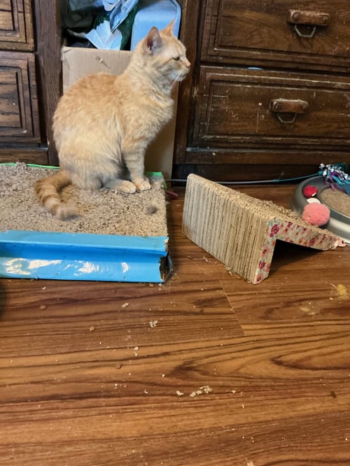 SUNNY - Domestic Short Hair available for adoption