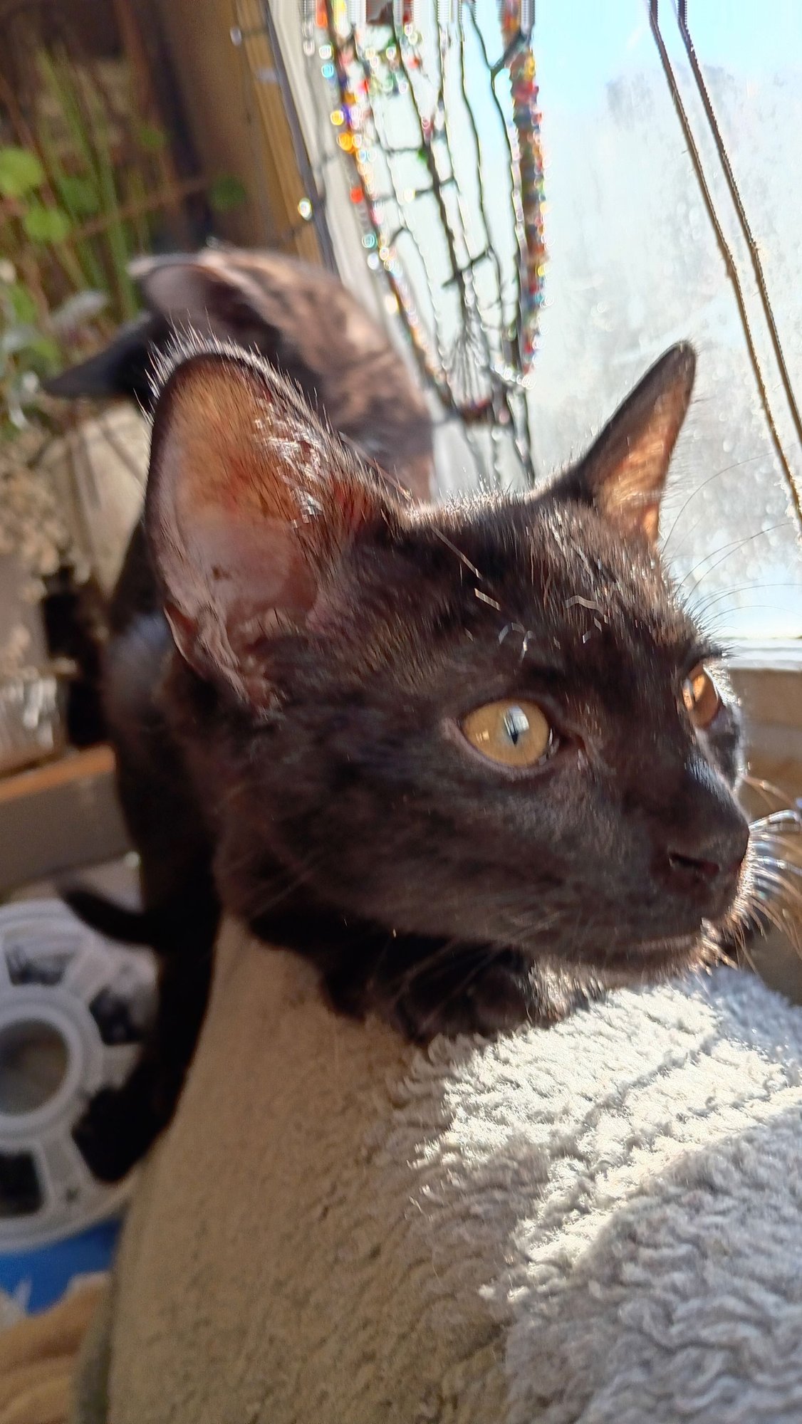 ORION - Domestic Short Hair available for adoption