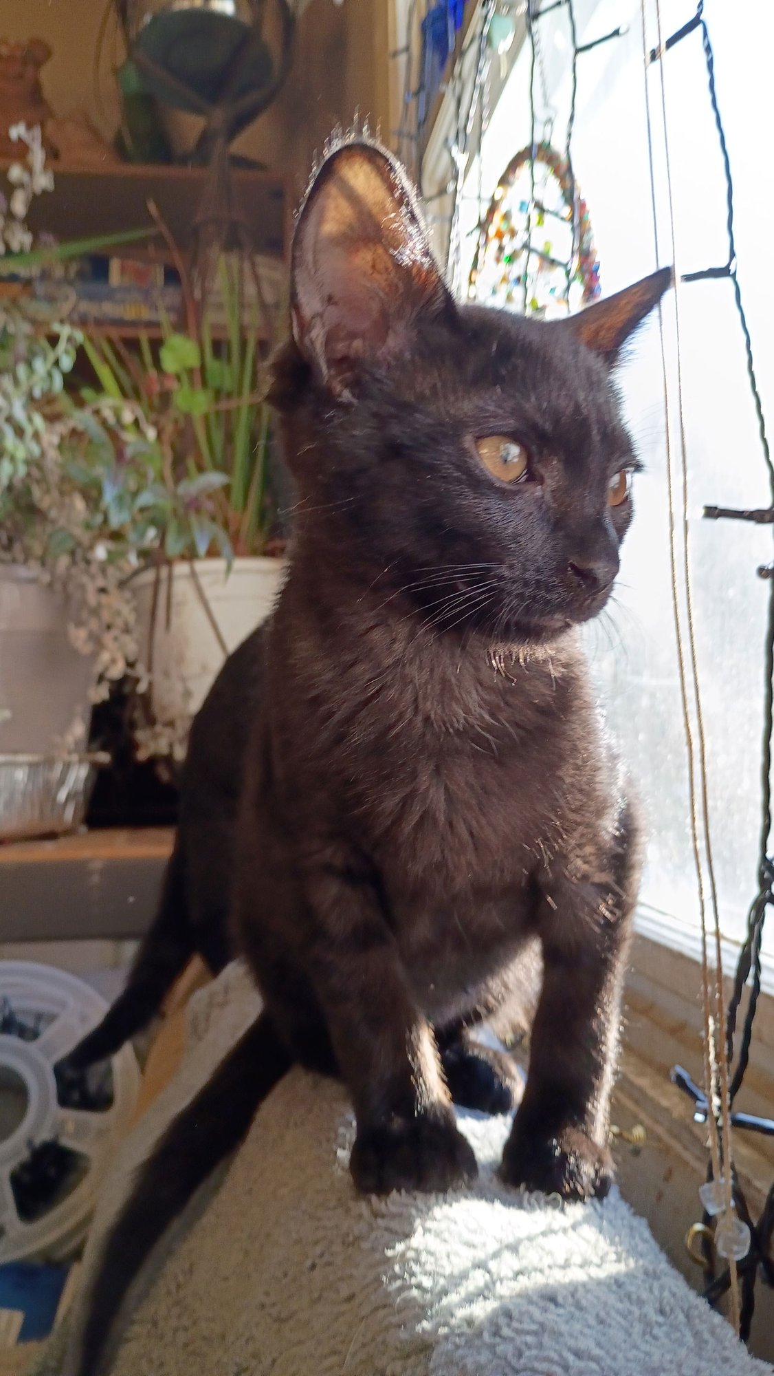 ORION - Domestic Short Hair available for adoption