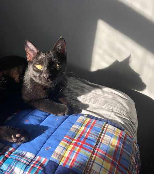 RITA - Domestic Short Hair available for adoption