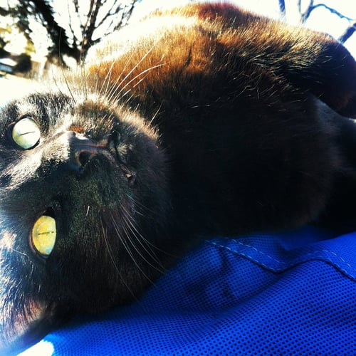 RITA - Domestic Short Hair available for adoption
