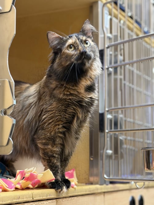 MANDY - Domestic Long Hair available for adoption