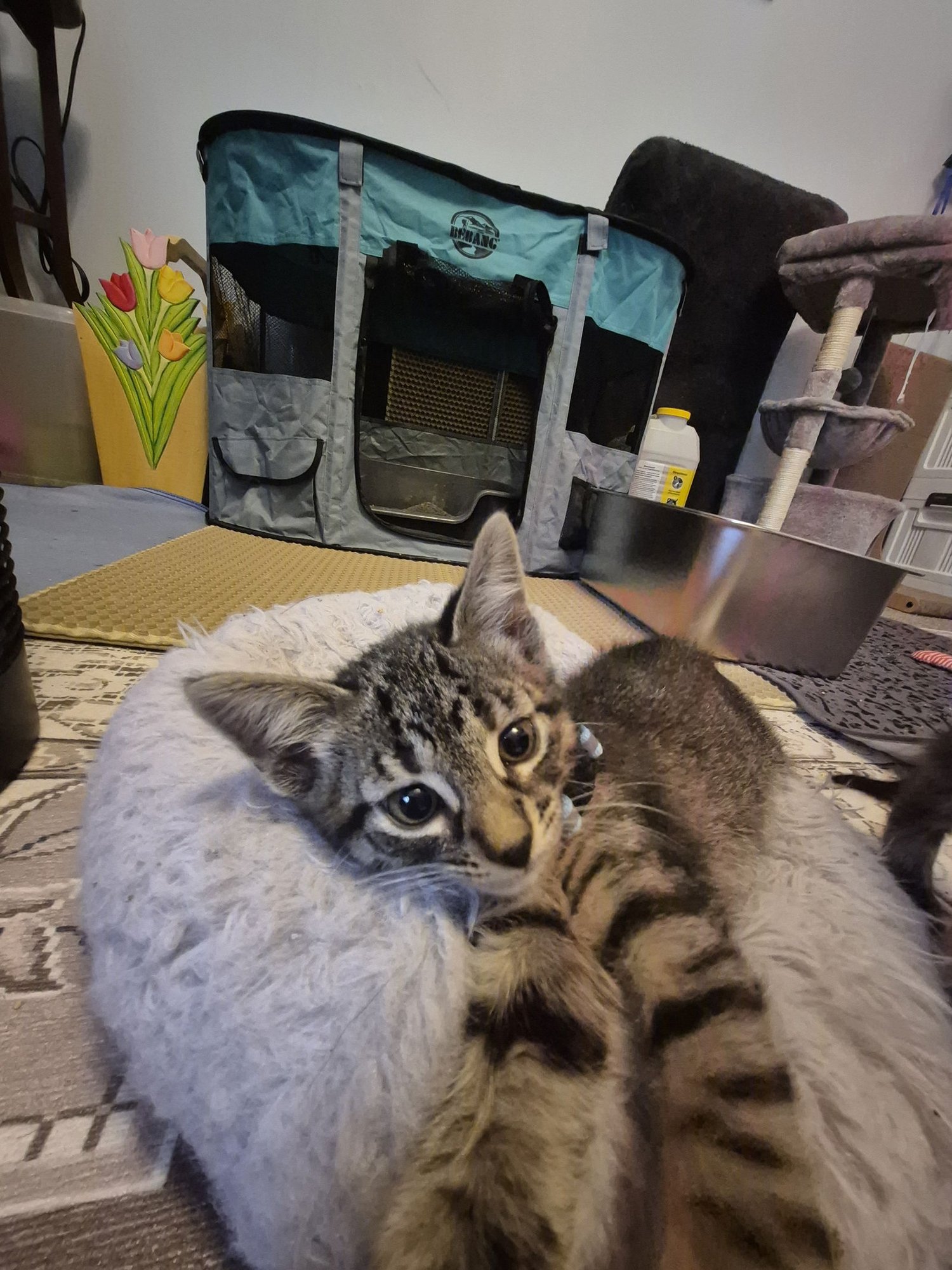 CONNOR BEDARD - Domestic Short Hair available for adoption