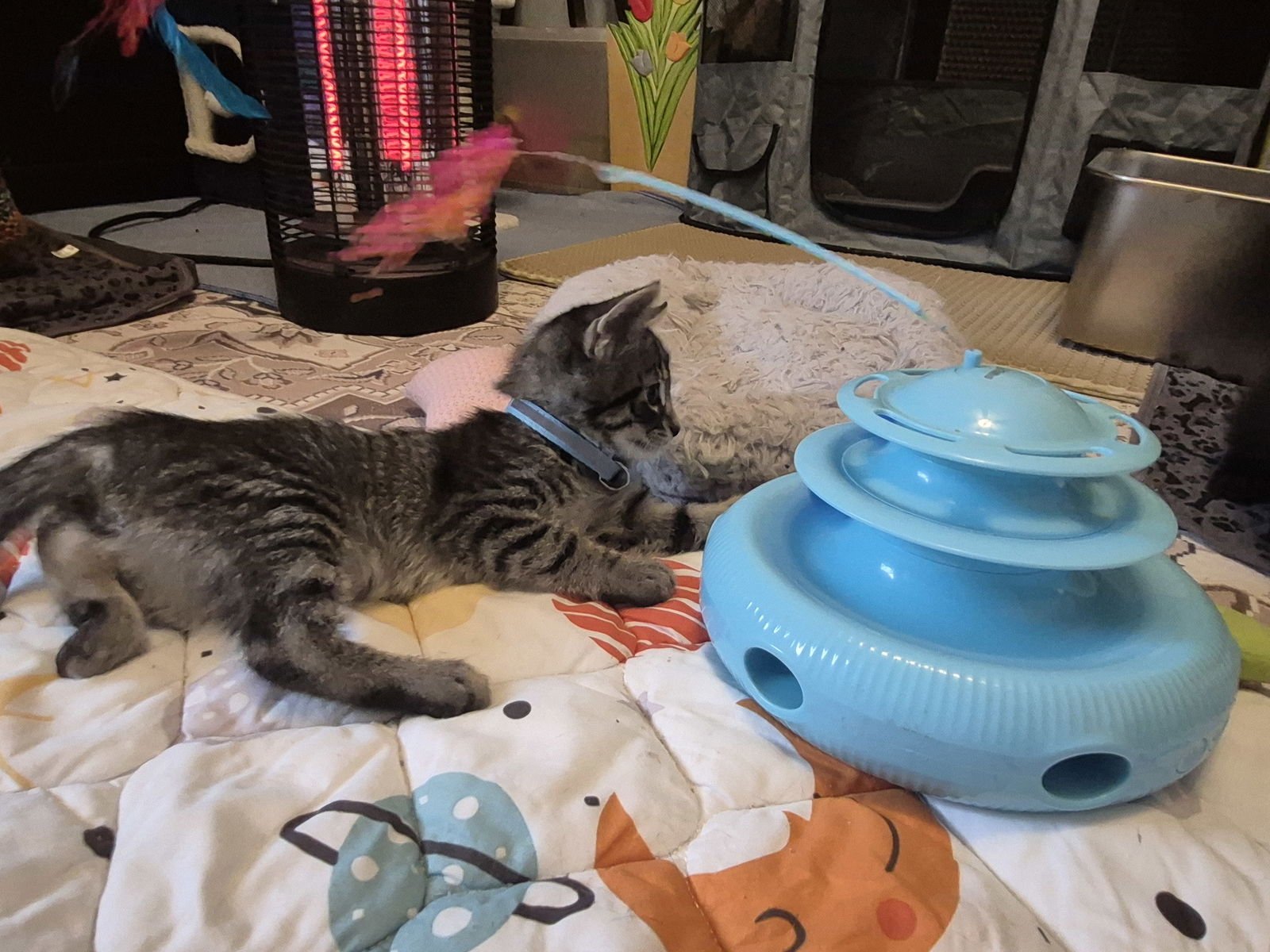 Connor Bedard - Photo 3