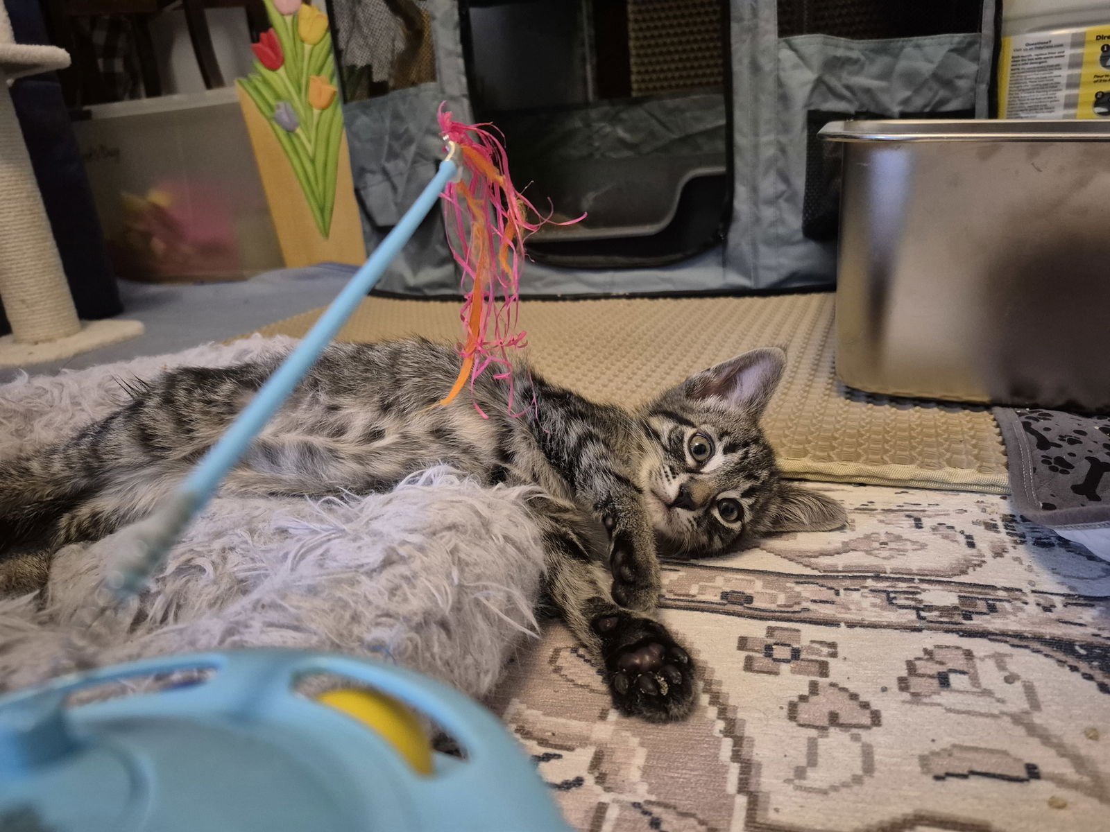 Connor Bedard - Photo 4