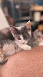 JUDITH - Domestic Short Hair available for adoption