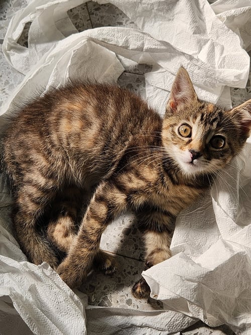 COMET - Domestic Short Hair for adoption in Naperville