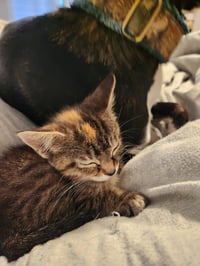 Comet - Photo 4