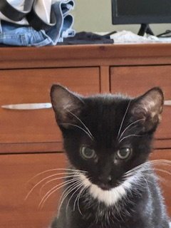 TRIXIE - Domestic Short Hair available for adoption