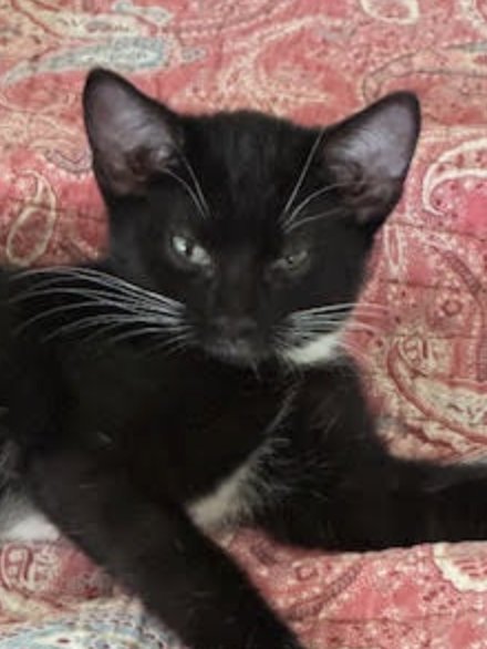 TRIXIE - Domestic Short Hair available for adoption