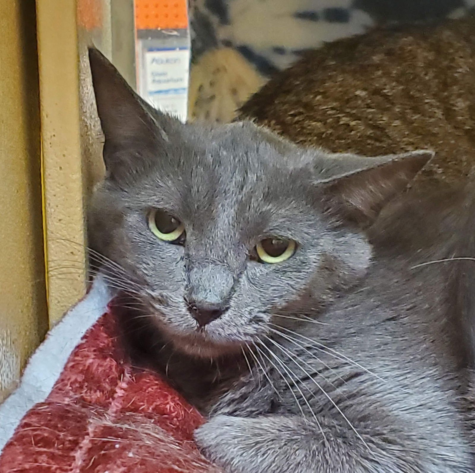 GRACIE - Domestic Short Hair available for adoption